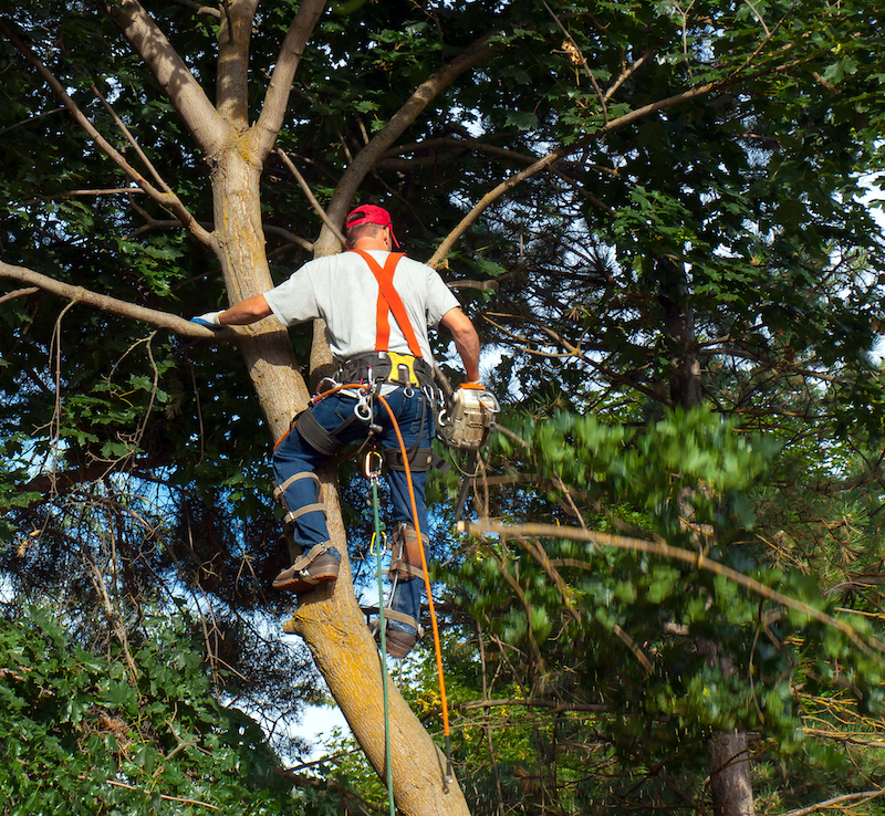 Certified arborist climbing tree in Prince Frederick MD