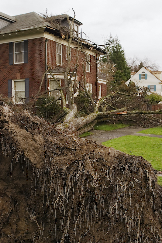 Storm damage tree removal in Calvert County MD