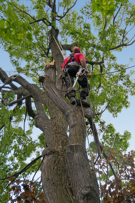 Professional tree removal service in Prince Frederick Maryland